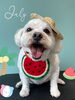 「お友達 ♡ Dog salon mofu mofu 余市町」