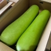 「岩手県産「夕顔（ゆうがお）」が出荷され始めましたよー！」