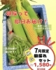 「新鮮な野菜をご自宅までお届け！ 採れたてご褒美便『朝採れセット』のご紹介」