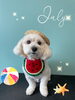 「お友達♡ Dog salon mofu mofu 余市町」