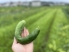 新鮮京野菜「【7月の当園の様子part2】　栽培のポイントは水やりと虫対策」