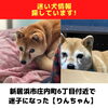 「迷い犬を探しています【新居浜市庄内町6丁目】」