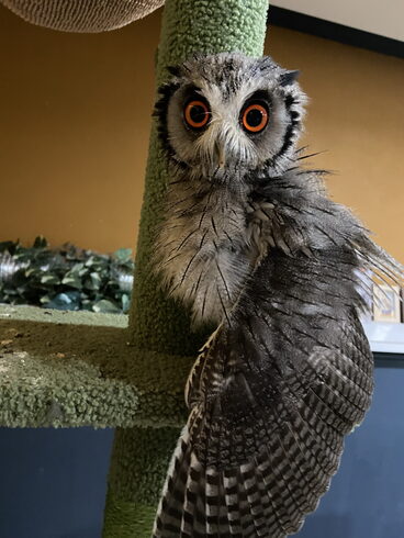 何故か驚き顔になる「アフリカオオコノハズクのヒナ」