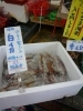 「本日入荷しました！　白いか　旨さに驚くべし！刺身ケースにて販売中　【八千代店８号】」