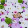 ピンクと白の胡蝶蘭がたっぷりです。「第五回花手水がはじまりました。」