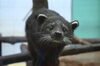 動物画コンクール「第35回とべ動物園動物画コンクールを開催します」