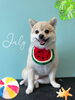 「お友達♡ Dog salon mofu mofu 余市町」