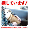 「迷い犬を探しています【新居浜市御蔵町】」