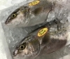 「魚魚市場鮮魚コーナーおすすめは ［カンパチ］です♪」