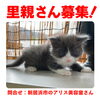「【新居浜市】里親募集のお知らせ！」
