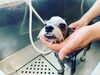 Dankeの無添加石鹸でシャンプーするエマ店長♡「犬の皮膚トラブル。なかなか治らない理由。」