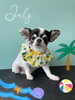 「お友達♡ Dog salon mofu mofu 余市町」