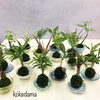 ミニ苔玉「ミニ苔玉作りました。」