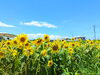 「【西条市下島山渦井川】ひまわり畑へ遊びに行ってきました！（2023年7月16日）」