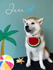 「お友達♡ Dog salon mofu mofu 余市町」