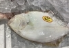 「魚魚市場鮮魚コーナーおすすめは「マングローブガニ」です♪」