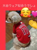大谷ウェア　ココちゃん「大人気　大谷ワンコウェア　残りわずか！」