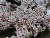 「亀山公園🌸」