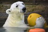 「サンライZOO　モーニングツアーの参加者を募集します！」