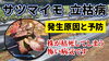 「【新たな病気が初病!】サツマイモの産地を襲う猛威から被害防止策(案)を導き出せ⁉︎ タネのハシモト」
