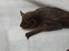 意外に可愛い「コウモリガイド再開」
