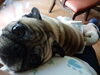 我が家の愛犬ラッキーガオッテます「暑くてガオッテます」