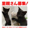 「【新居浜市】里親募集情報のお知らせ！」