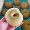 「「梨」の入荷も始まりましたよー！」