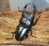 クワガタ カブトムシ 買取します！