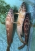 「魚魚市場鮮魚コーナーおすすめは「アコウ」です♪」