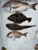 魚「【新入社員放浪日記】56CMの高級魚釣ったぞ～！」