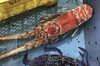 「魚魚市場鮮魚コーナーおすすめは「ハコエビ」です♪」