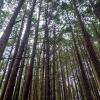 癒しの空間「妙見山」
