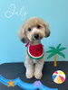 「お友達♡ Dog salon mofu mofu 余市町」