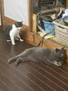 サクとウサギです。会いたいです。「毎日、探偵です。 【創業平成7年、調査の青葉グループ 群馬-高崎・前橋、茨城-つくば・土浦、埼玉-熊谷・上尾 栃木-佐野・足利 千葉-松戸・柏 で探偵31年の信頼と実積の青葉調査事務所】」