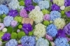 寒色のお花で満員御礼の手水鉢です。「第六回花手水がはじまりました。」