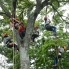 ツリークライミング　in  山田池公園