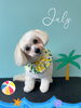 「お友達♡ Dog salon mofu mofu 余市町」