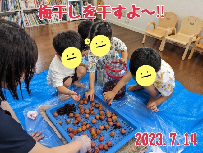 みんなの手で一つずつ取り出したよ！「がじゅまるの樹保育園！梅干し干したよ！【宮崎市　保育園　認可外保育園　食育　小規模保育園】」