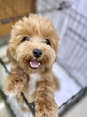 「8月お休みご案内★新潟市犬の保育園♪犬のトリミングHappyTail」