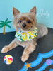 「お友達♡ Dog salon mofu mofu 余市町」