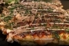 お好み焼き「お好み焼きも絶品!! 枚方公園 京阪駅より徒歩2分!!」