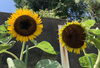 「🌻はるかのひまわり🌻」