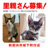 「【新居浜市】里親募集のお知らせ！」