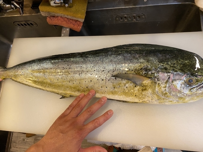 沼津沖で獲れたシイラ、癖のない味わいです！「釣りのシイラ入荷しております！！」