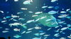暑いので、水族館の写真で涼んでください「潮練り込みの途中にお立ち寄りください」