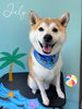 「お友達♡ Dog salon mofu mofu 余市町」