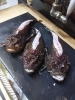 オニオコゼ「オニオコゼ、ヤドカリ」