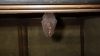 コウモリが侵入「コウモリが家の中に侵入」