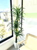 観葉植物置いてみました＾＾「観葉植物置いてみました【新潟市東区　整体　姿勢　矯正　アロマ　リラクゼーション　近くの整体院】」